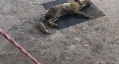 Dükkandan çıkmak istemedi, ölü taklidi yaptı