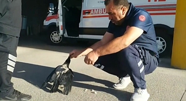 Elleriyle besledi! Bir an olsun yanından ayrılmıyor   