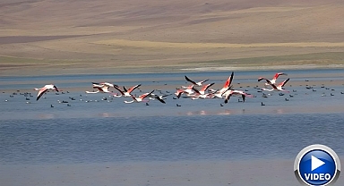 Flamingoların gözde mekanı