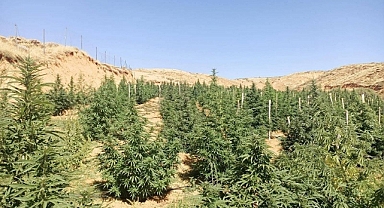 Jandarma göz açtırmadı: 88 bin 766 kök kenevir ele geçirildi