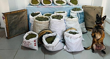Jandarmadan operasyon! 241 kilo esrar ele geçirildi