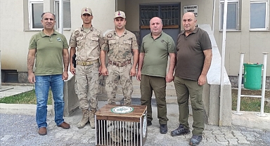 Kaçak ava geçit yok!