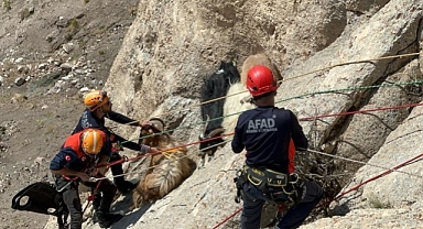 Kayalıklarda mahsur kaldı! AFAD ekipleri seferber oldu