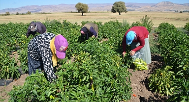 Kiraladığı araziyle üretim sahasını genişletti
