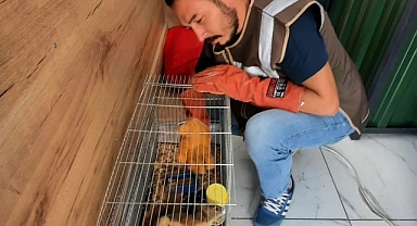 Koruma altına alındı