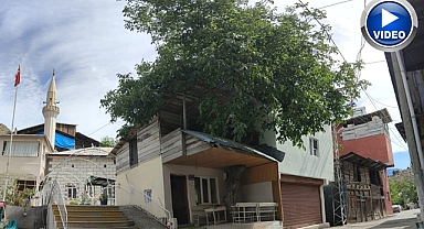 Kütüphane içinde ceviz ağacı!