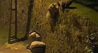 Mahalleye kadar inip yiyecek aradılar!