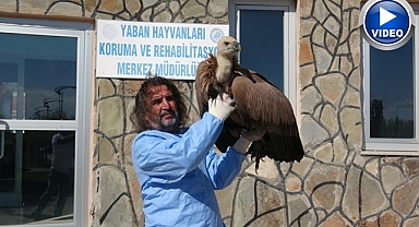 Nesli tehlike altında! Tedavi altına alındı