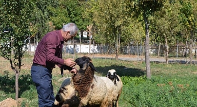 Öğrencilerin maskotu oldular