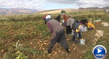 Patates hasadı başladı