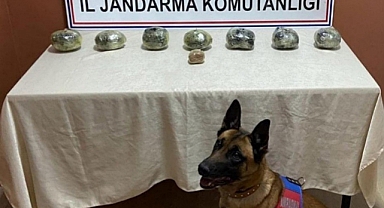 Peynir bidonuna gizlenmiş halde bulundu!