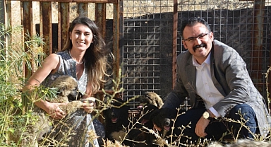 Sahipsiz yavru köpeklere kaymakam ve eşi sahip çıktı