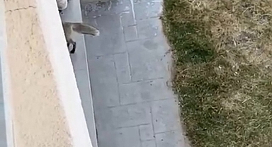 Şehir merkezine indi sonra evlere girdi!