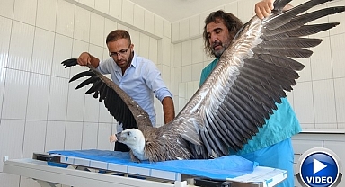 Tedaviyle doğaya kazandırıldılar