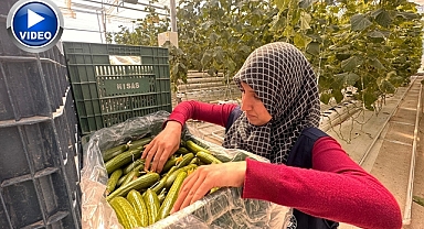 'Topraksız tarım' başladı! Yaz kış üretim olacak