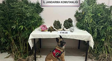 Uyuşturucu tacirleri dedektör köpek Termal'a takıldı