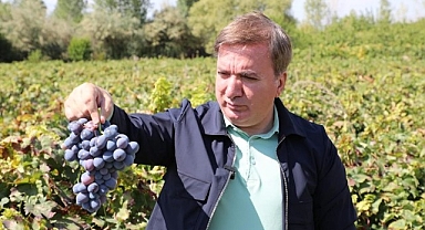 Vali, üzüm hasadında