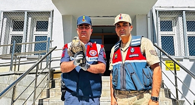 Yaralı halde bulunmuştu! Jandarma sahip çıktı