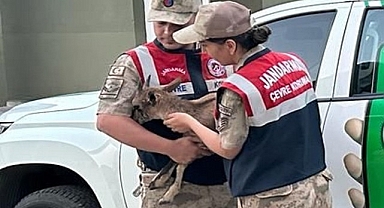 Yaralı yavru dağ keçisine jandarmanın şefkat eli
