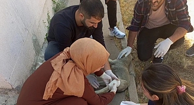 Yavru köpeği tedavi ettiler! Sağlık çalışanlarına başarı belgesi
