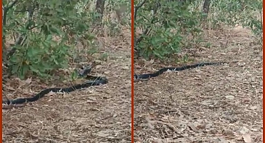 Yılanın dikkatini dağıtarak yuvasını kurtardı!