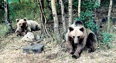 Zararsız dedi... Ellerinden zor kurtuldu!