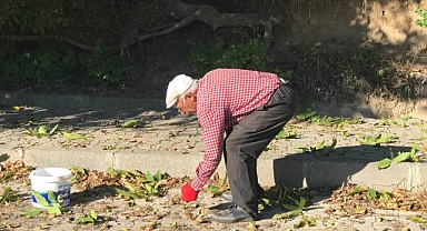 Zorlu ceviz hasadı başladı