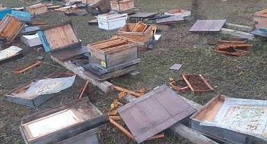 Aç kalması 250 bin liraya mal oldu!