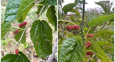 Ağaçlar da şaşırdı! İkinci kez...