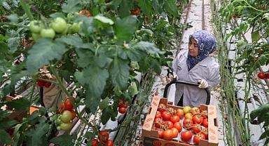 Ağrı'da domates, Van'da muz, Erzurum'da çilek imkansız değil!