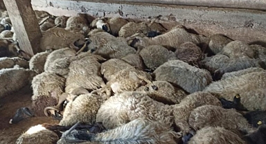 Ahıra girdiğinde korkunç manzarayla karşılaştı!