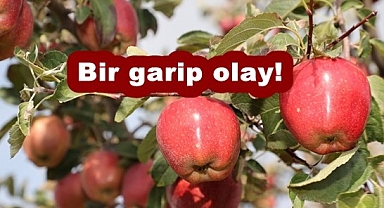 Aromasını gece ve gündüz arasındaki farktan alıyor!