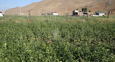 Atıl arazilerden elde ettiği gelir dudak uçuklattı