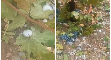 Bağları dolu vurdu!