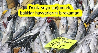 Nesilleri tehlike altında!