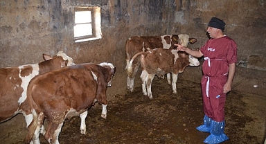 Besicilere suni tohumlama desteği
