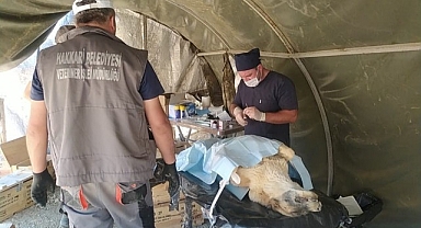 Can dostlar şifa buldu