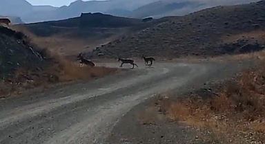 Dağ keçisi avlayan 9 kişi yakalandı