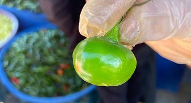 Domates görünümlü biberler ilgi odağı oldu