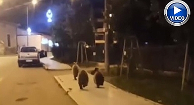 Erzurum'da vatandaşı korkutan görüntü!