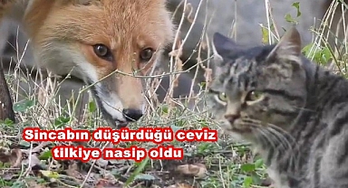 Erzurum'un maskotu oldu! Görenler telefona sarılıyor