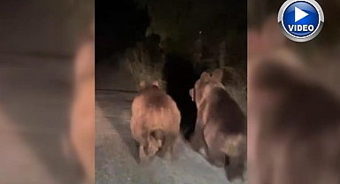 Gece sürücüleri korkutan anlar!