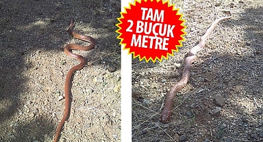 Görenler dehşete düştü!