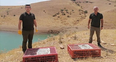 Kene avcıları doğaya salındı