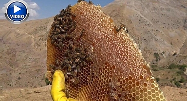 Kilosu 2 bin 500 liradan alıcı buluyor