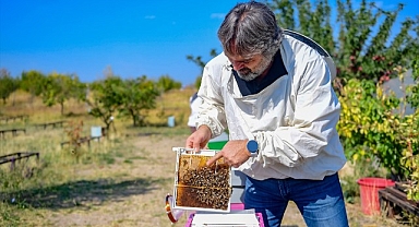 Manyetik alanların varlığı bal verimini düşüyor