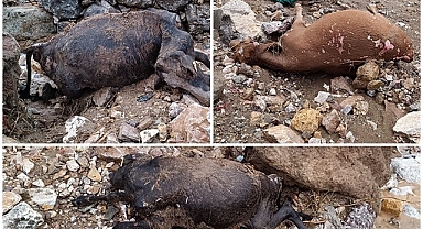 Sağanak yağış otlamaya çıkan inekleri vurdu!