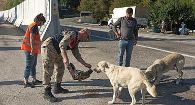 Sahipsiz canlara umut oldular!