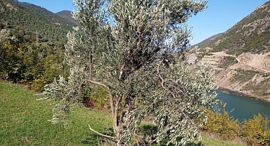 Vatandaşlar bıktı! Bu kez zeytin ağaçlarına dadandılar