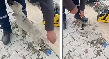 Vicdansızlar bunu da yaptı! Ayaklarını bağlayıp...